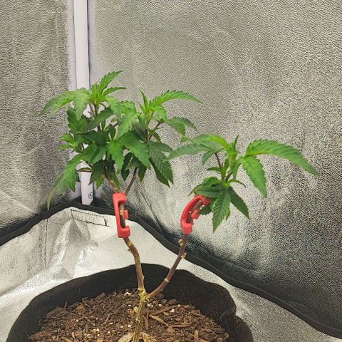 Frosty growlog photo: Before and after