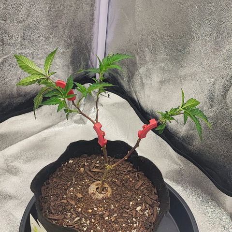 Frosty growlog photo: Before and after