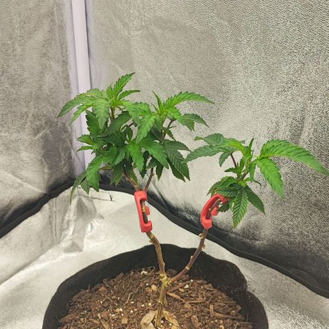 Frosty growlog photo: Before and after