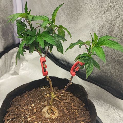 Frosty growlog photo: Before and after