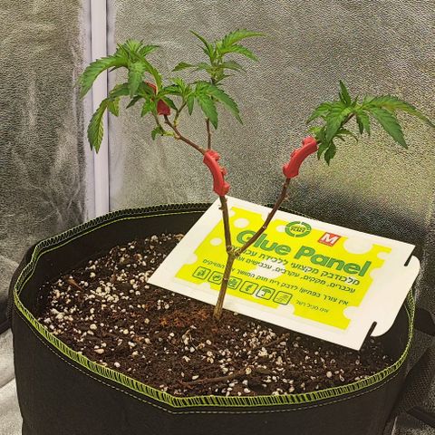 Frosty growlog photo: Transplant 