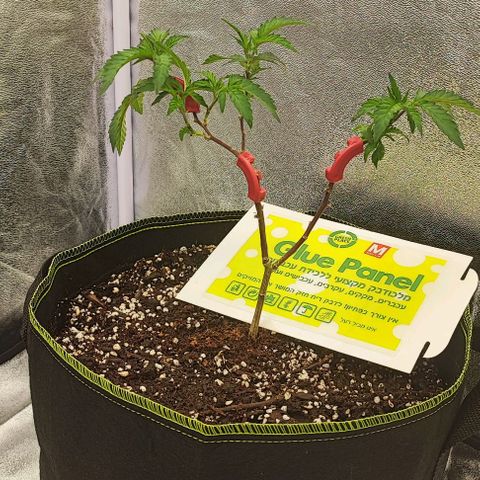 Frosty growlog photo: Transplant 