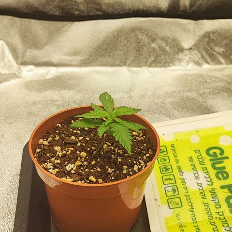 Sonic growlog timeline photo