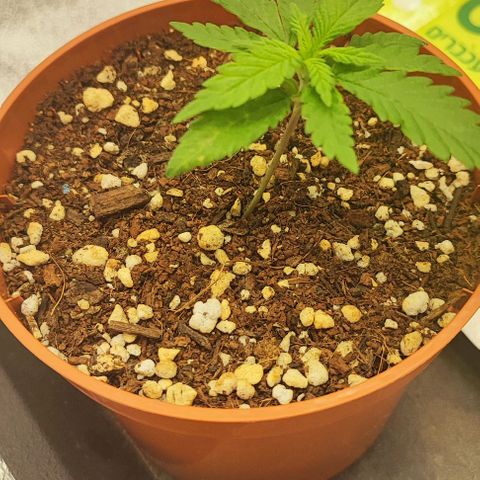 Sonic growlog timeline photo