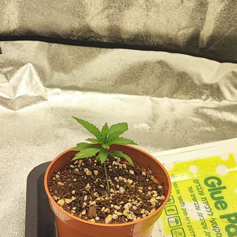 Sonic growlog timeline photo