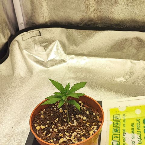 Sonic growlog timeline photo