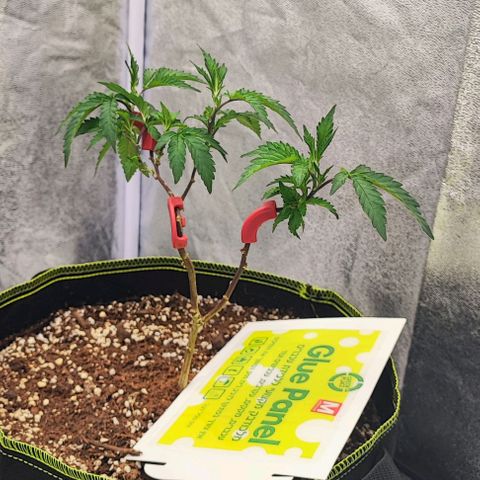 Frosty growlog timeline photo