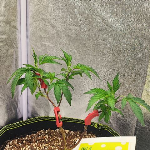 Frosty growlog timeline photo