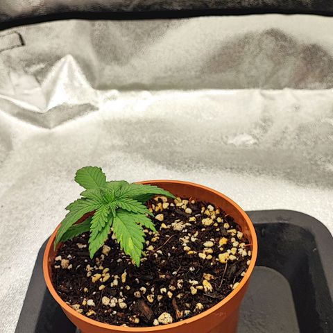 Sonic growlog timeline photo
