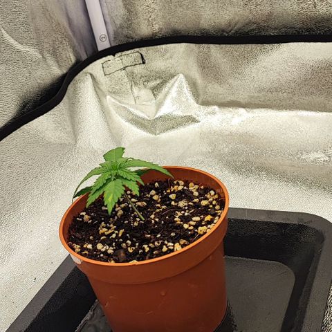Sonic growlog timeline photo