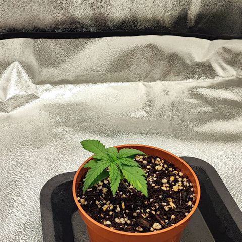 Sonic growlog timeline photo