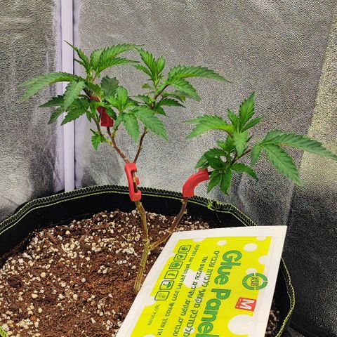 Frosty growlog timeline photo