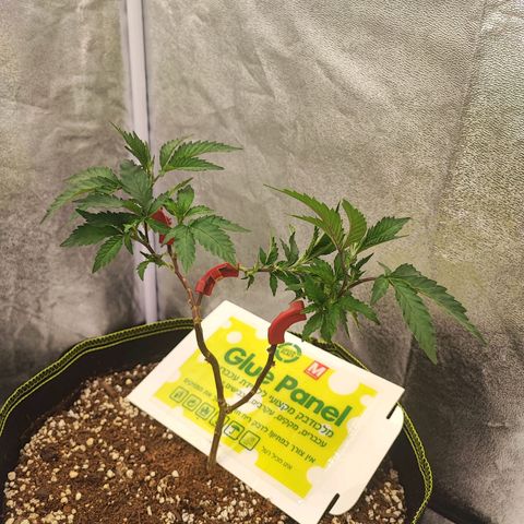 Frosty growlog timeline photo