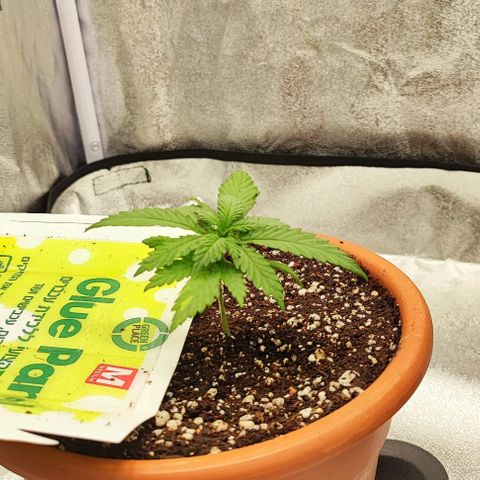 Sonic growlog timeline photo