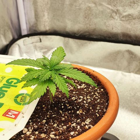 Sonic growlog timeline photo