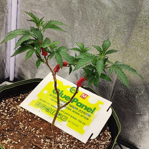 Frosty growlog timeline photo