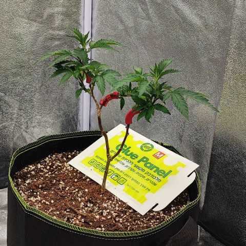 Frosty growlog timeline photo
