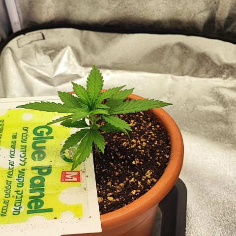 Sonic growlog timeline photo