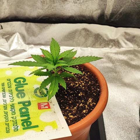 Sonic growlog timeline photo