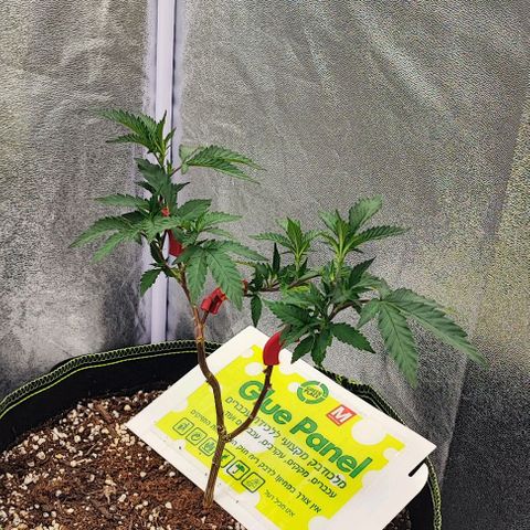 Frosty growlog timeline photo