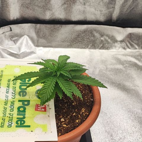 Sonic growlog timeline photo