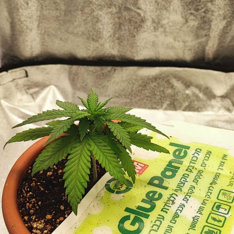 Sonic growlog timeline photo