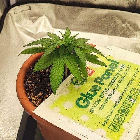 Sonic growlog timeline photo
