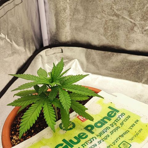 Sonic growlog timeline photo