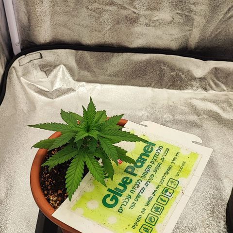 Sonic growlog timeline photo