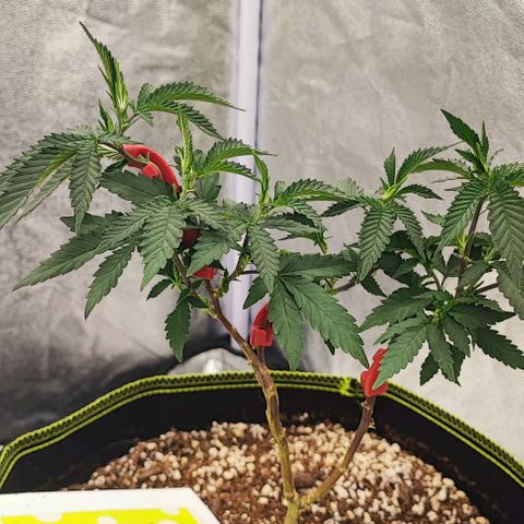 Frosty growlog timeline photo