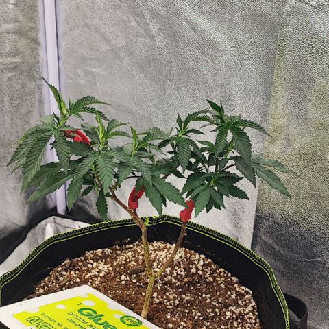 Frosty growlog timeline photo