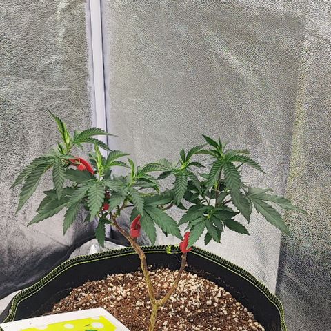 Frosty growlog timeline photo