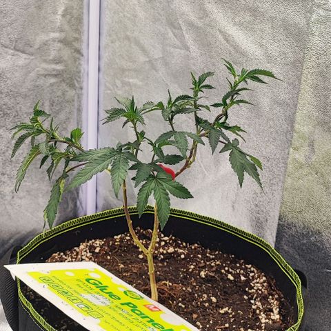Frosty growlog timeline photo