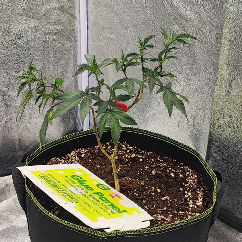 Frosty growlog timeline photo