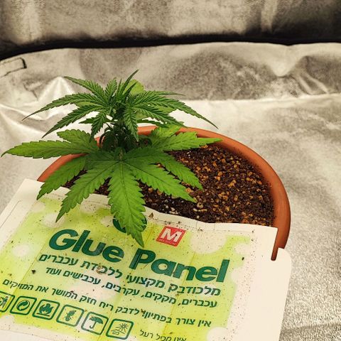 Sonic growlog timeline photo