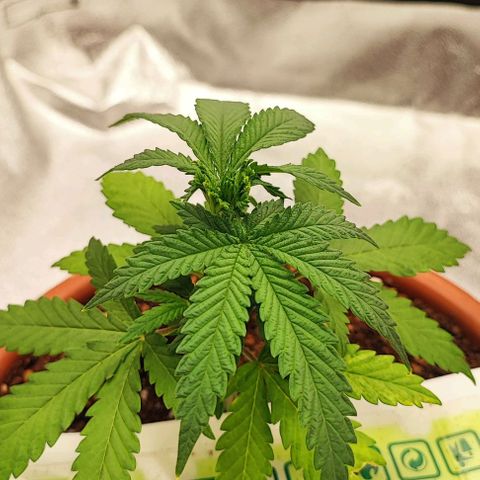 Sonic growlog photo: FIM before&after