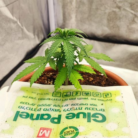 Sonic growlog photo: FIM before&after