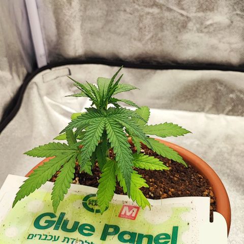 Sonic growlog photo: FIM before&after
