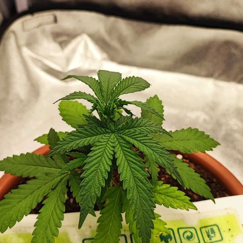 Sonic growlog photo: FIM before&after