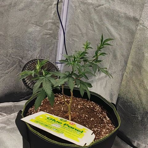 Frosty growlog photo: After toping&LST