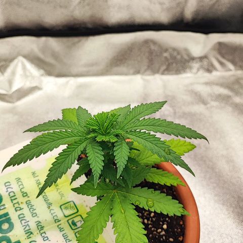 Sonic growlog timeline photo