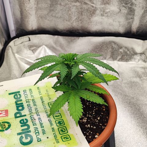 Sonic growlog timeline photo