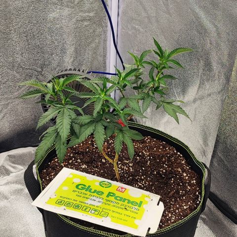 Frosty growlog timeline photo