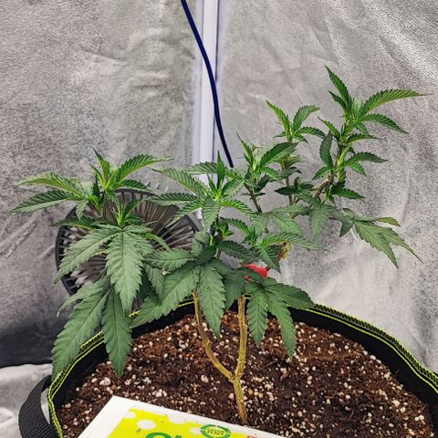 Frosty growlog timeline photo