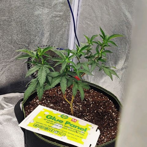 Frosty growlog timeline photo
