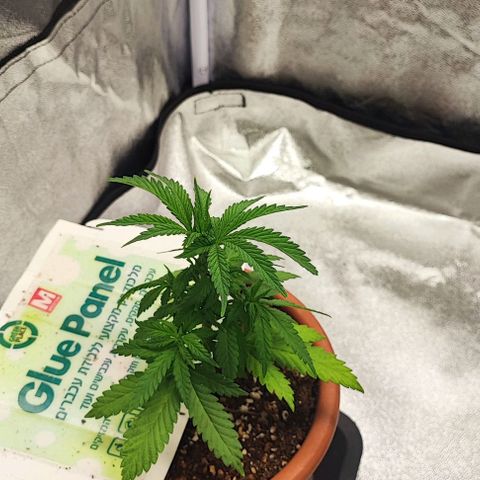 Sonic growlog timeline photo