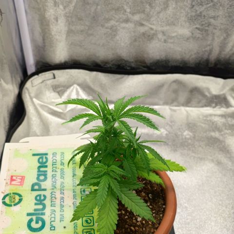 Sonic growlog timeline photo
