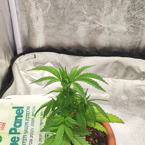 Sonic growlog timeline photo