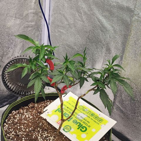 Frosty growlog timeline photo