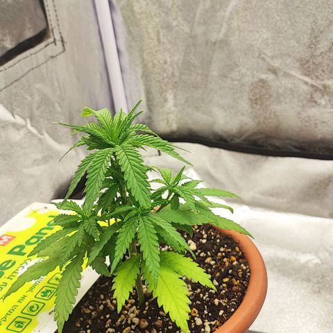 Sonic growlog timeline photo
